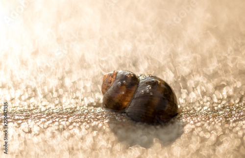 Shell and sunny sandy beach