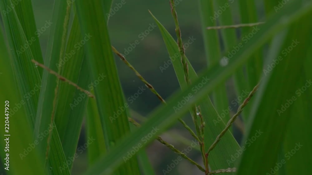 closeup of wheat field at longji at longji rice terraces