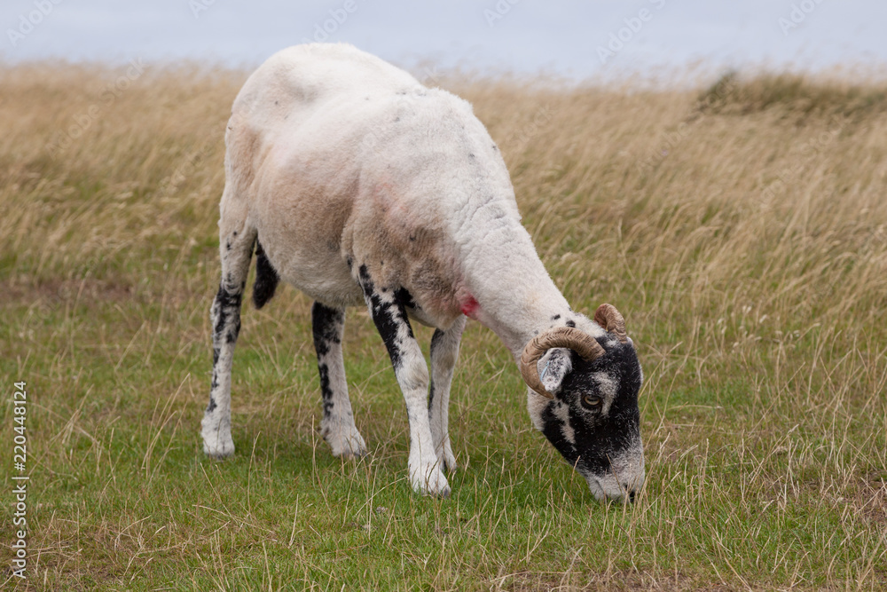 Obraz premium Herdwick Ram in Lake Distict, England