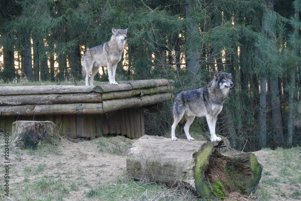 Obraz premium Wölfe