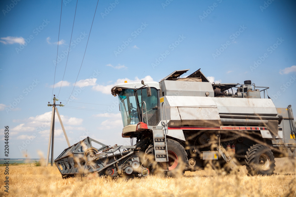 Fototapeta premium Harvester machine to harvest wheat field working