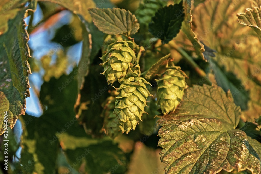 Hopfen