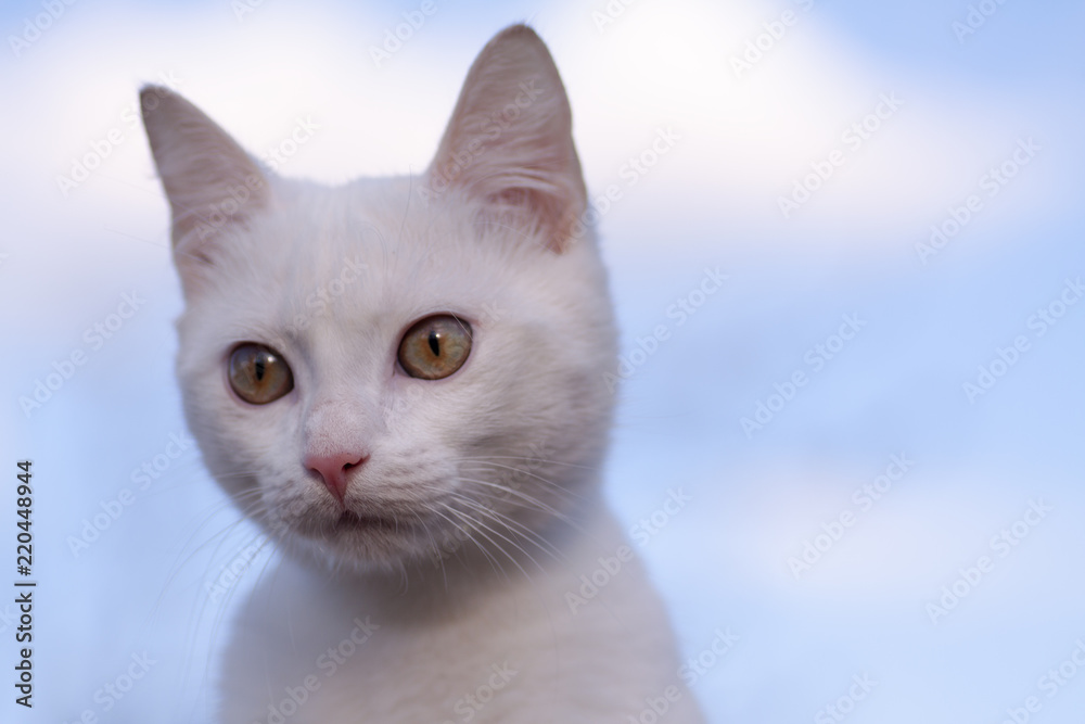 little beautiful white kitten with blue eyes
