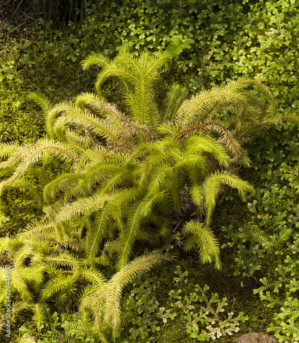 Lycopodium squarrosum a beautiful fern from asia. Botanical Garden, KIT Karlsruhe, Germany, Europe photo