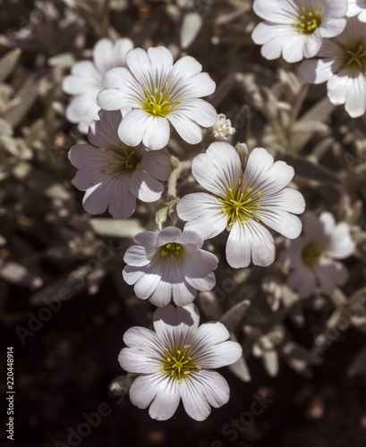 Cerastium tomentosum flowers. Botanical Garden  KIT Karlsruhe  Germany  Europe