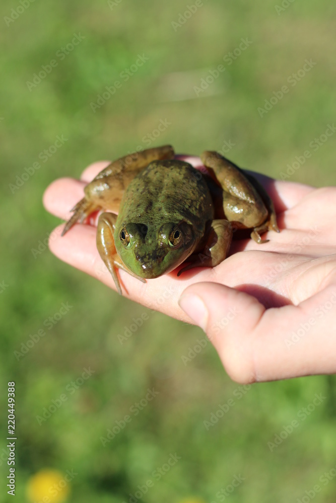 Obraz premium Boy Holding a Small Frog He Found in a Pond