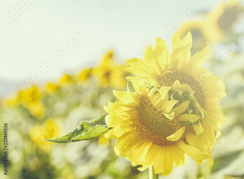 different sunflower photo