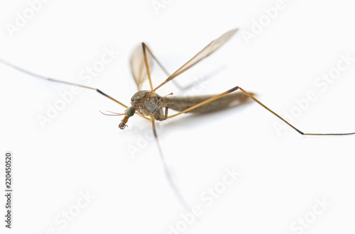 anopheles mosquito
