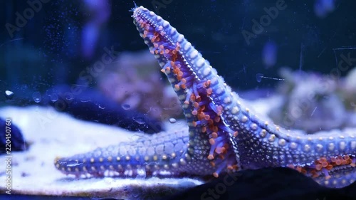 starfish moving underwater animal of under sea