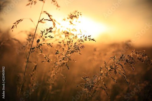 Morning sunlight. Fall nature.