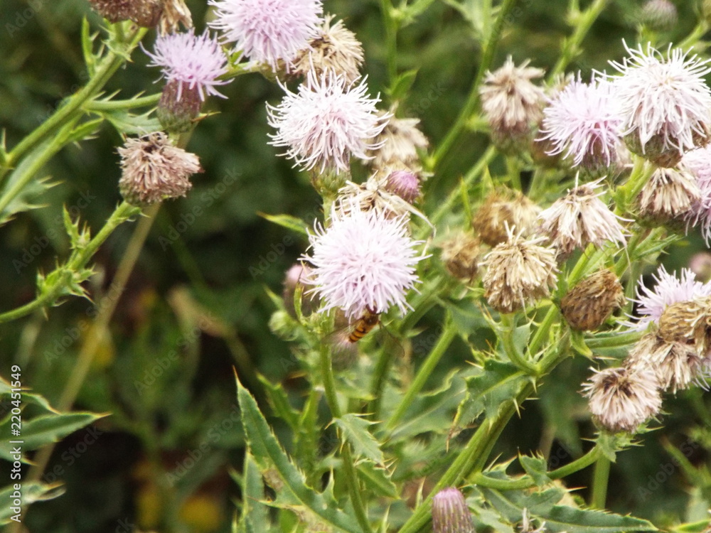 thistle thistle