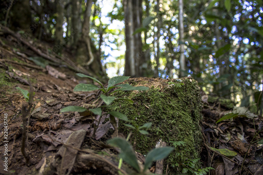 Detail of Atlantic Forest vegetation on a trail Detail of Atlantic Forest vegetation on a trail