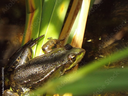 swamp Toad photo