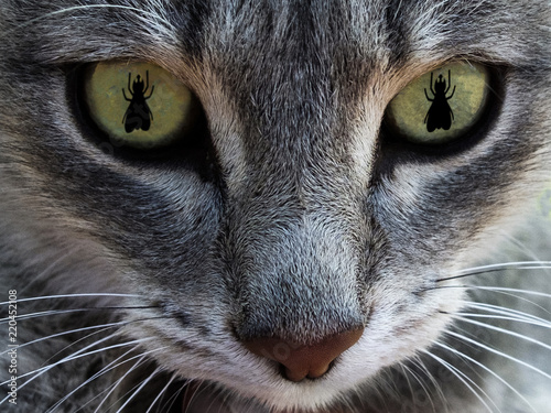 The cat's face with eyes as fly. The concept of hunting for flies. Macro.