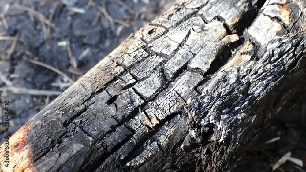 damaged by fire has burned pine trees in the forest,
damaged by fire has burned pine trees in the forest,