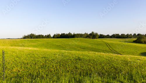 green grass hill