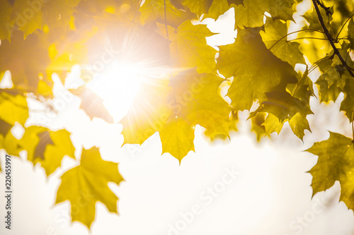 the autumn sun shines through the yellow leaves toned