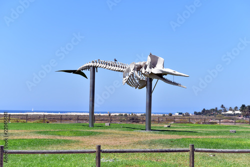 Skeleton of a sperm whale, Morro Jable, Fuerteventura, Canary Islands, Spain