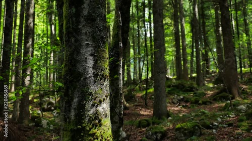 Wallpaper Mural tree trunk detail shot handheld pan in the deep forest Torontodigital.ca