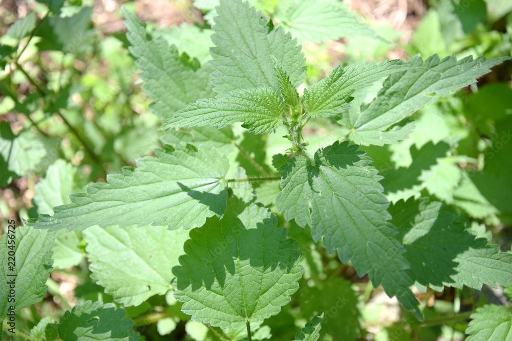 ortica pianta erbacea infestante urticante ortica pianta erbacea infestante urticante