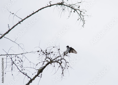 Swallow silhouette in tree