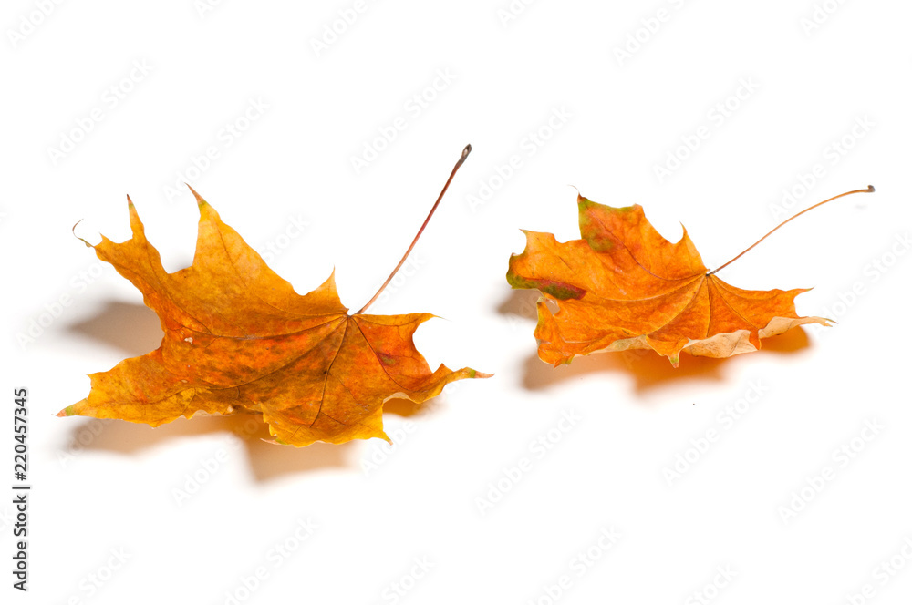 Fototapeta premium Autumn leaves isolated on white background.