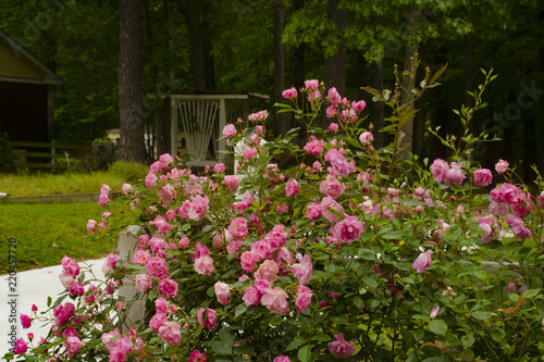 Fototapeta Naklejka Na Ścianę i Meble -  Flowers that make your yard pretty