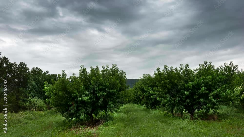 Time lapse view of peach orchard under overcast sky. Time lapse view of peach orchard under overcast sky.