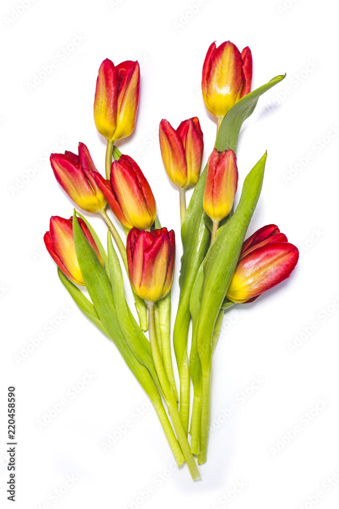 Tulips bouquet on white background Tulips bouquet on white background