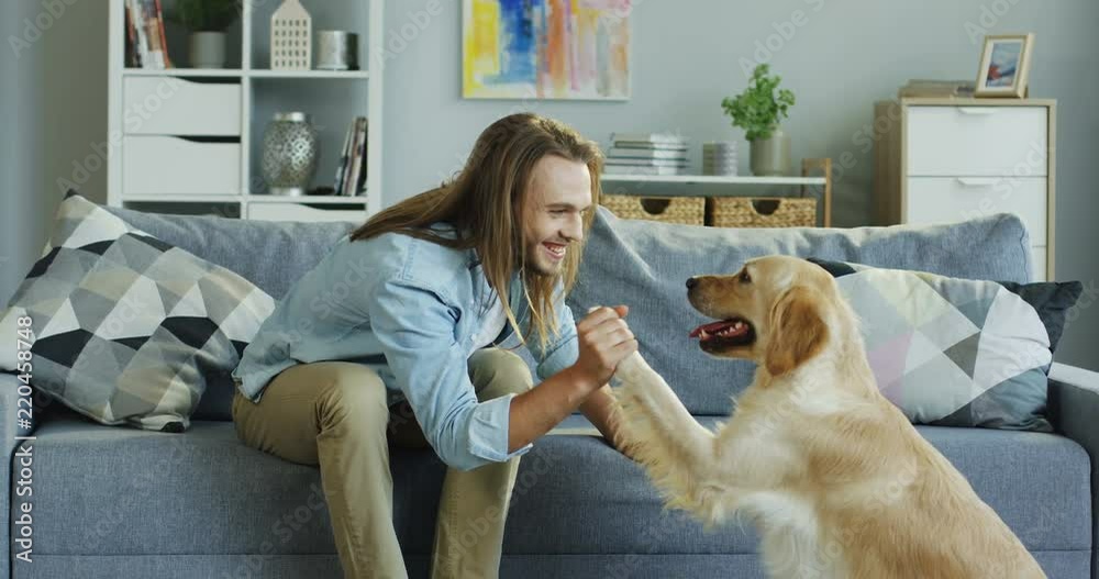 Caucasian young man with long hair teaching his labrador dog to give a paw while sitting on the sofa in the living room.