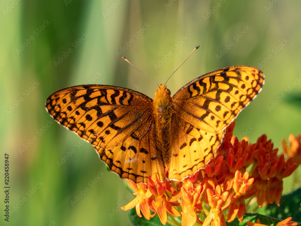 Great Spangled Fritillary