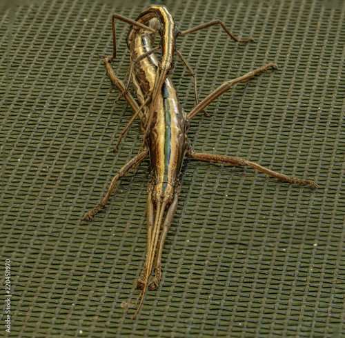 walking sticks mating female on bottom photo