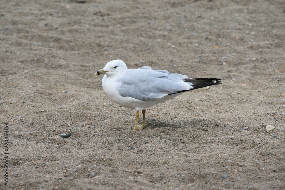 Fototapeta premium Seagull, Alberta, Canada, 2016