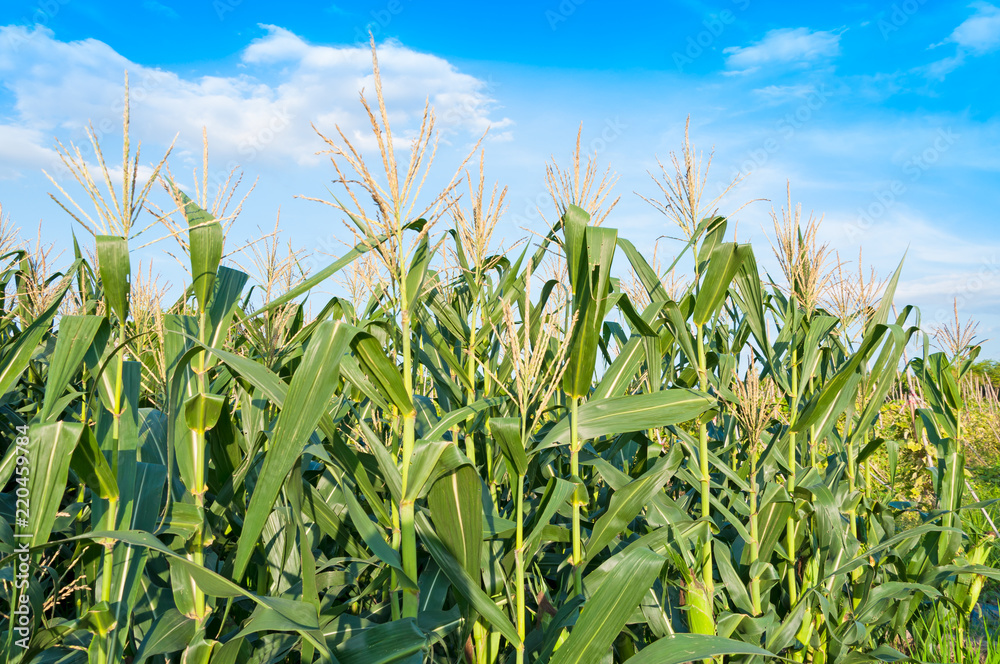 Corn field in clear day, Corn tree at farm land with blue cloudy Sky Corn field in clear day, Corn tree at farm land with blue cloudy Sky