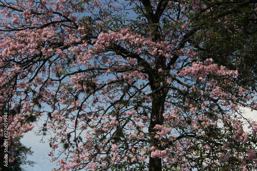 Pink tree (Handroanthus)
