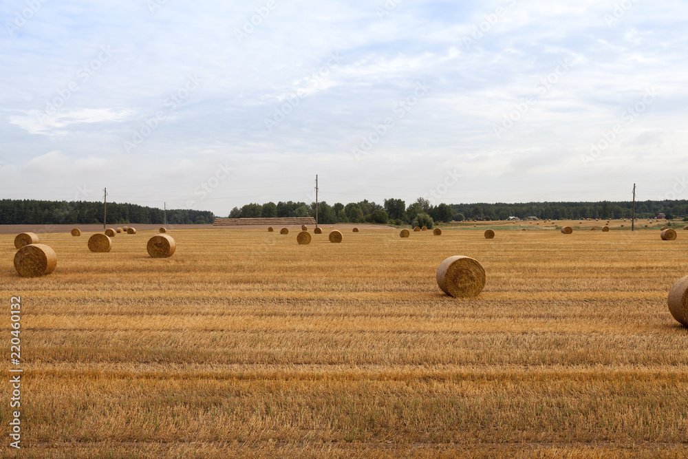 Fototapeta premium cylindrical shape of straw stacks