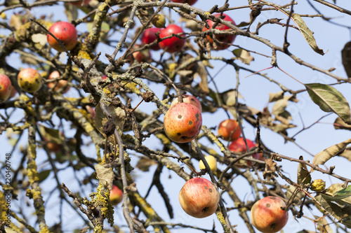 red apples on the branches