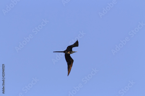 silhouette of seagull in flight under blue sky