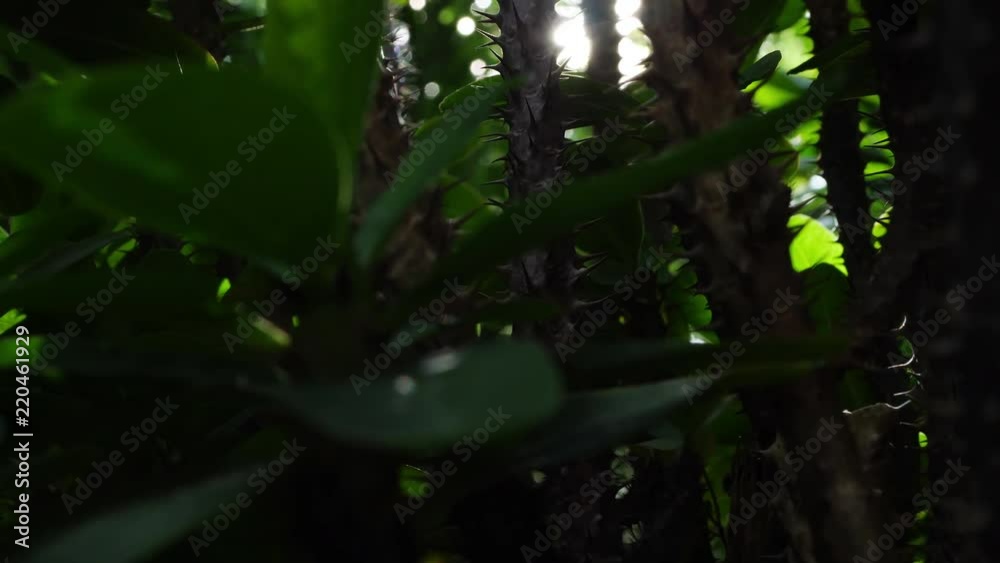 Crown Of Thorns tree in nature with prickly spiny sharp Crown Of Thorns tree in nature with prickly spiny sharp