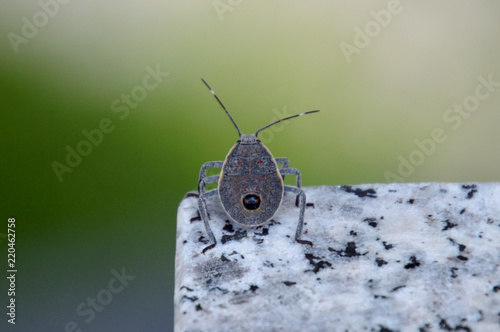 体色に変化があって美しいキマダラカメムシの幼虫 photo