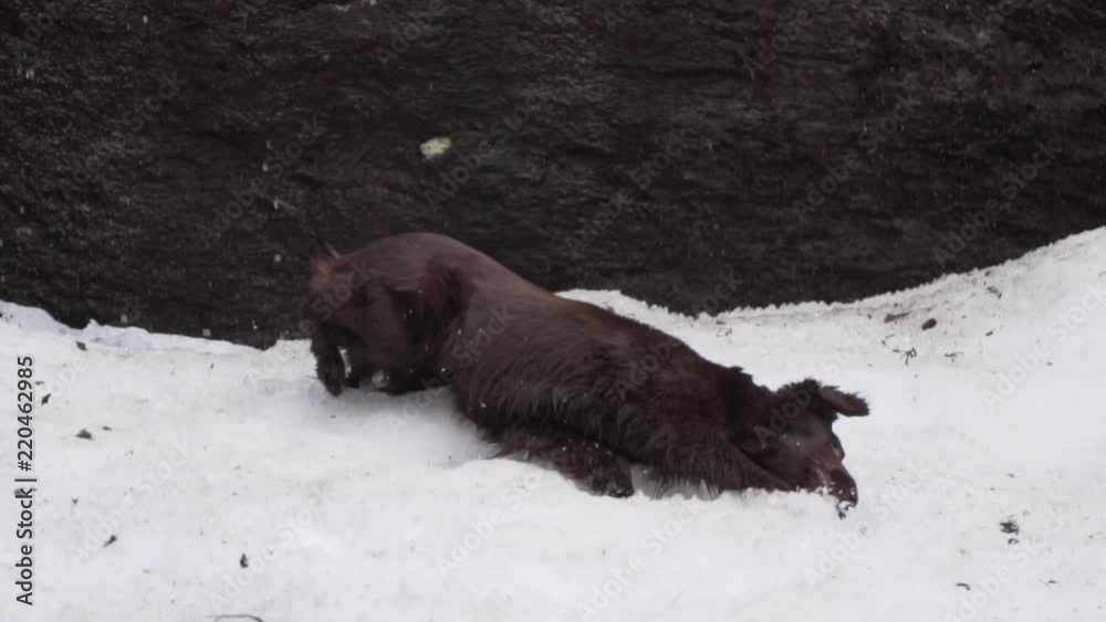 Chocolate flat coated retriever female dog rolling around in a snow bed with a brown stone wall in the background and melting snow dripping down_slomo Chocolate flat coated retriever female dog rolling around in a snow bed with a brown stone wall in the background and melting snow dripping down_slomo
