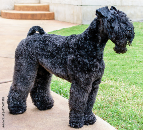 Kerry Blue Terrier