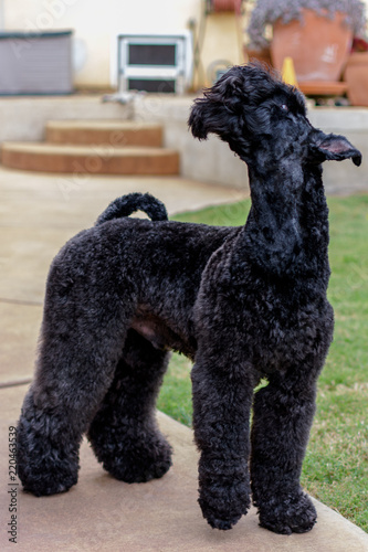 Kerry Blue Terrier