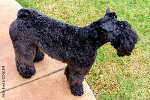 Kerry Blue Terrier