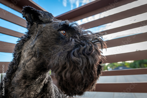 Kerry Blue Terrier