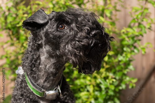 Kerry Blue Terrier