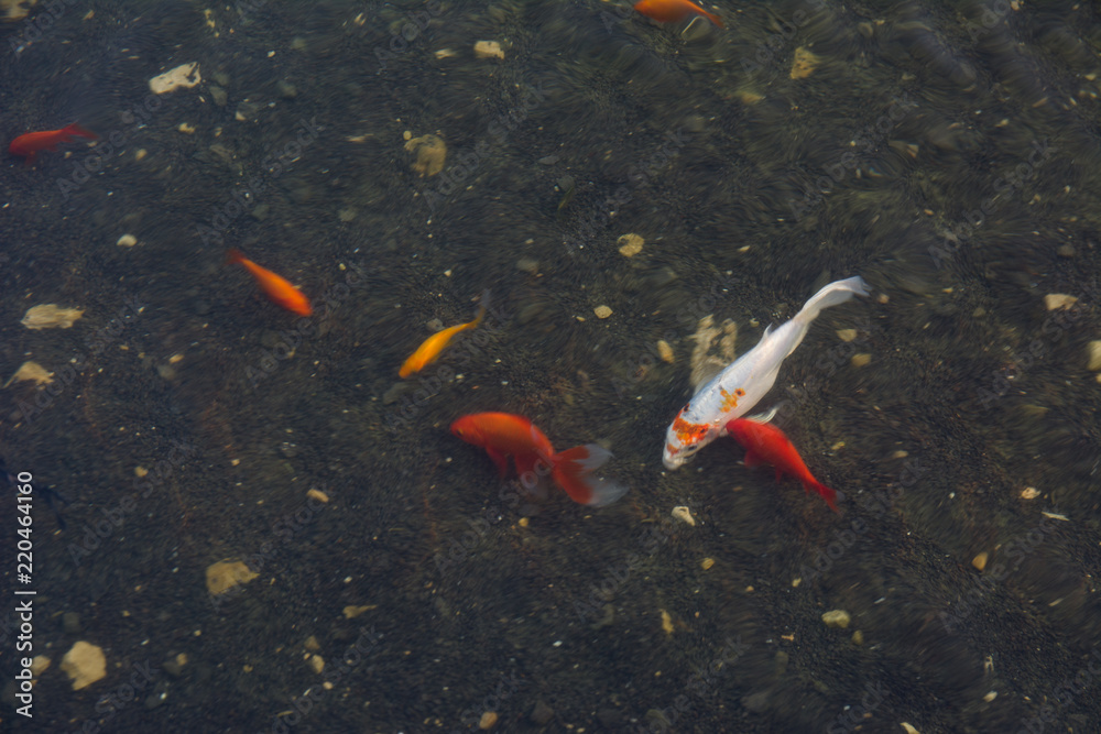 Live Koi Fish Swimming