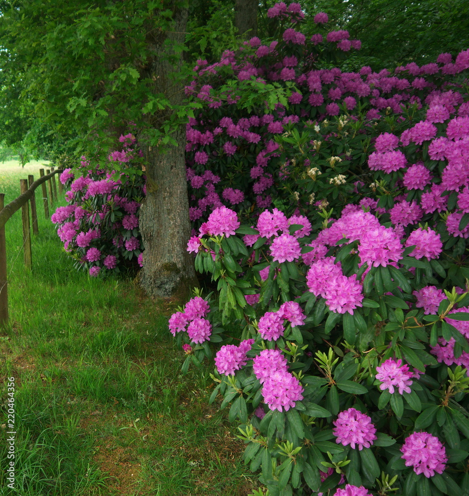 Obraz premium Rhododendron bush blooming with pink blossoms, settled under an oak tree, on the edge of a meadow with fence
