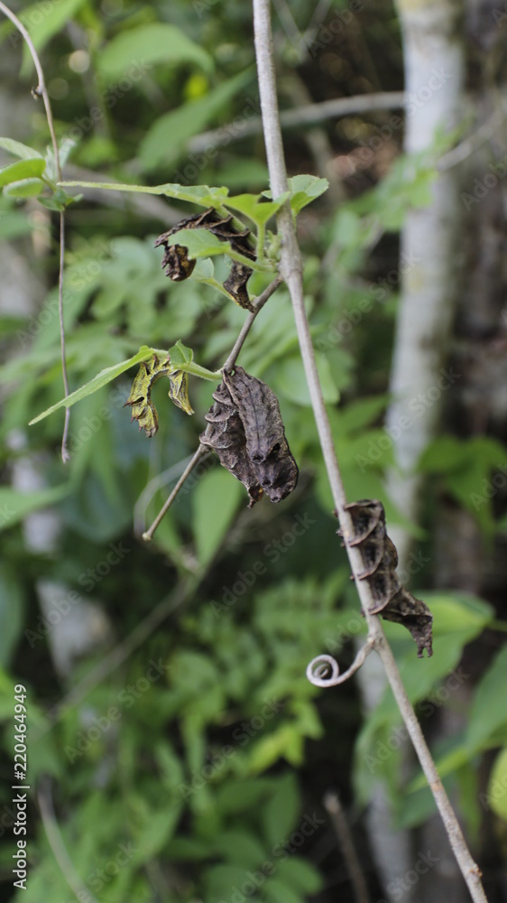 Sphingidae caterpillar