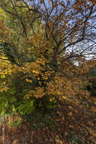 The picture was taken in a Budapest park, near which I inhabited it, in autumn.